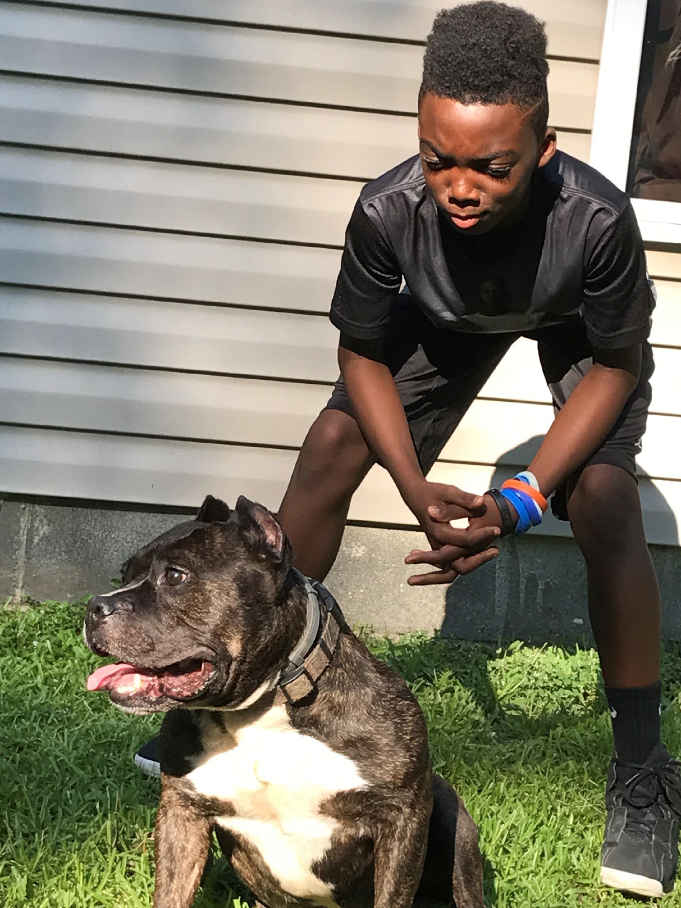 Black American Bully Male