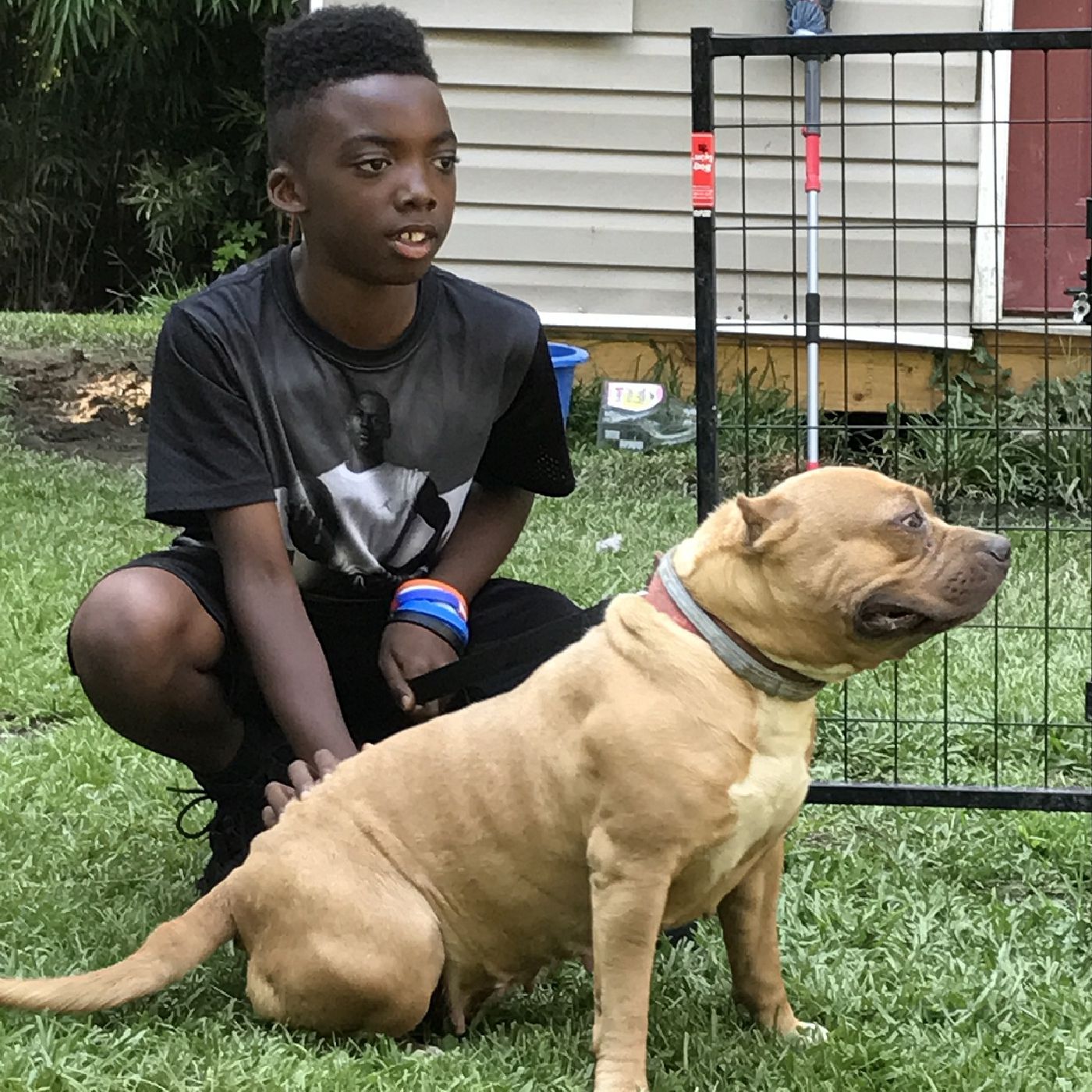 Nala Femal Pocket Bully
