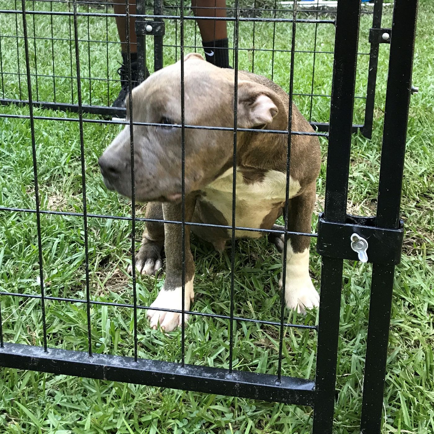 Male Pocket Bully Puppy #3