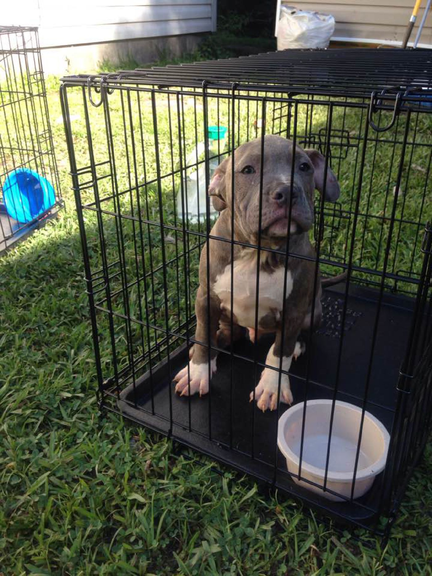 Male Pocket Bully Puppy