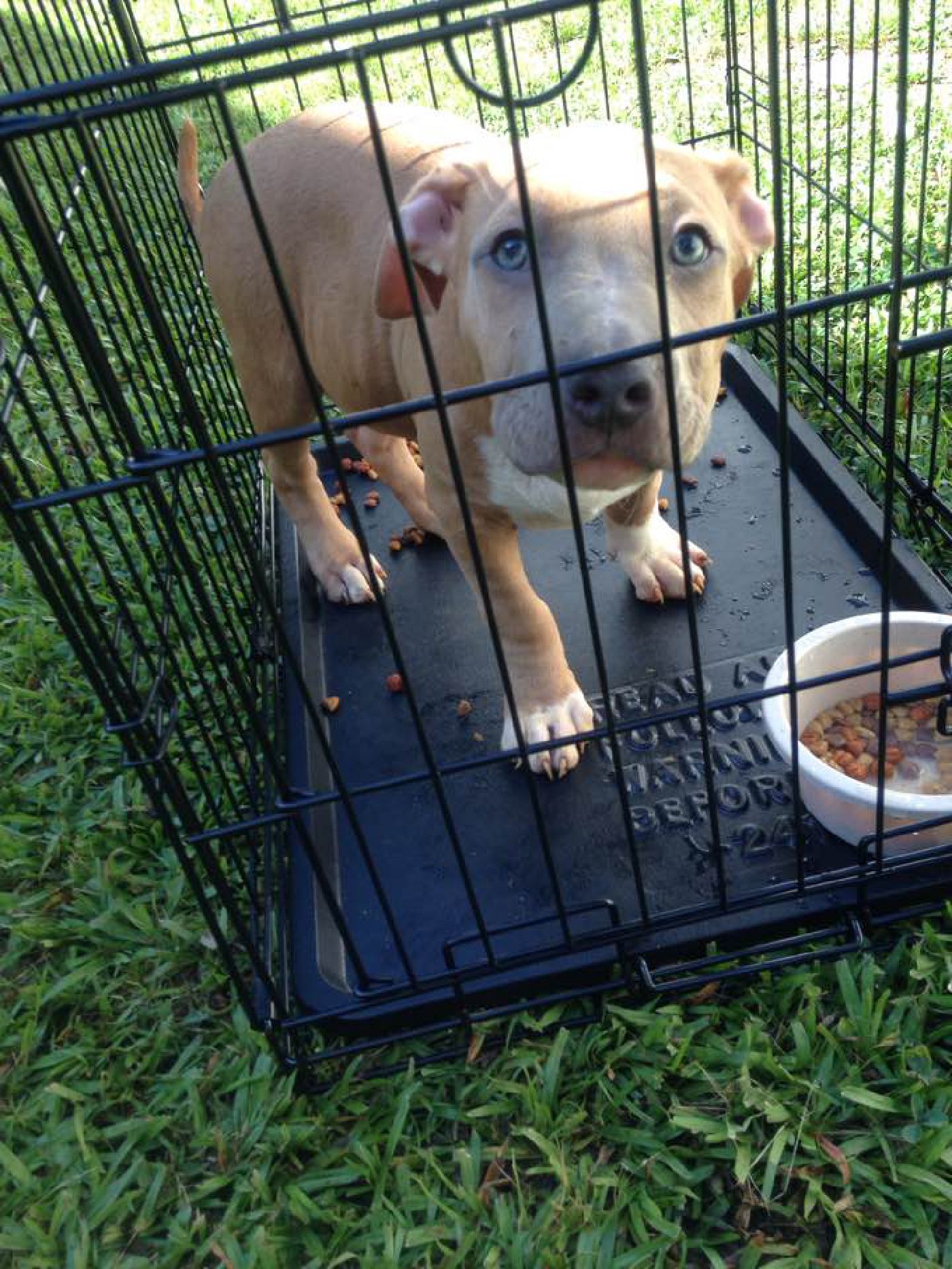Sandy Pocket Bully Puppy