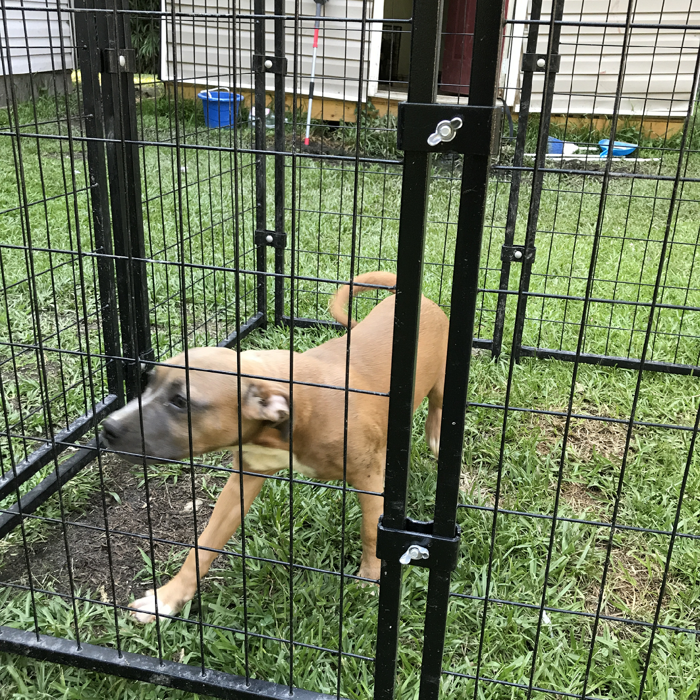 Sandy Pocket Bully Puppy